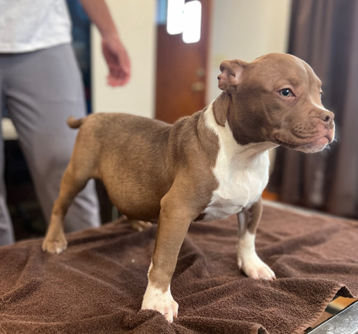American Bulldog – American bully male
