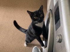 American Shorthair – tuxedo cat – Nottingham