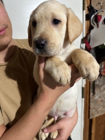 Labrador Retriever – Full breed lab pups