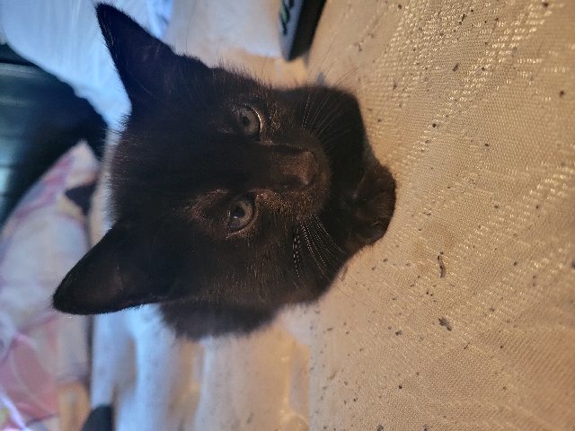 Bombay – black Bombay cat