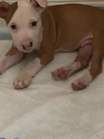 American Pit Bull Terrier – has to go asap