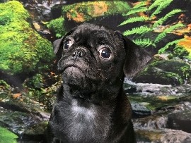 Black Pug Pups