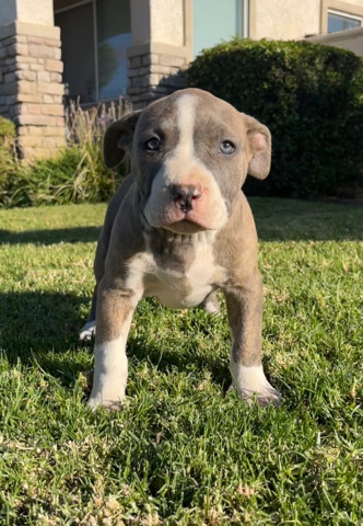 American Bulldog – Pups for Sals