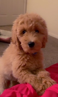 Rehoming CKC registered GoldenDoodle