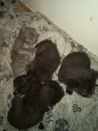 kittens