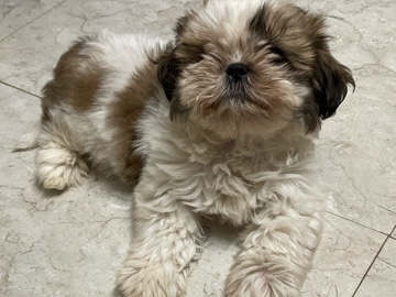Shih Tzu – shih tzu female