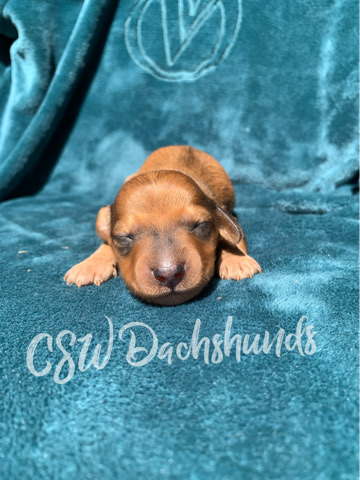 Dachshund – dachshund ckc registered