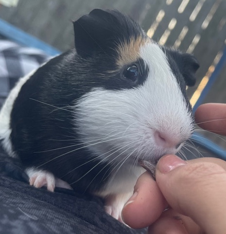 Free 1 year old quinea pig in need of home asap