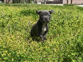 American Pit Bull Terrier – beautiful pitbull puppies – Pekin