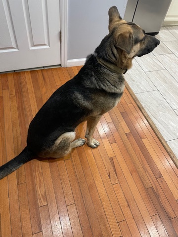 German Shepherd – German Shepherd