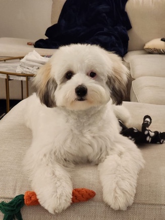 Shih Tzu – Trained Shih-Tzu mix puppy!