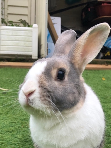 Dutch – Rabbit on sale with 2 floor hutch