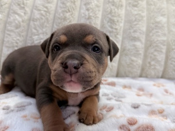 American Bulldog – AMERICAN BULLY puppies – New York