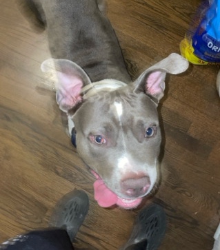 American Pit Bull Terrier – female pitbull