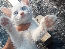 British Shorthair – kittens – Bengaluru