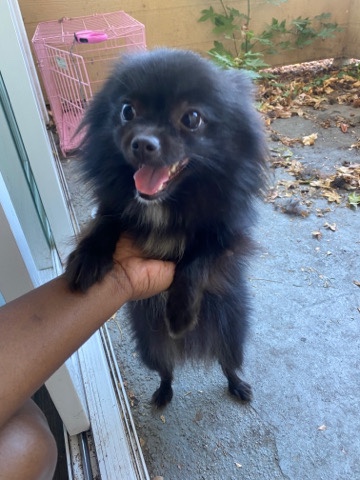 Pomeranian – needs new home