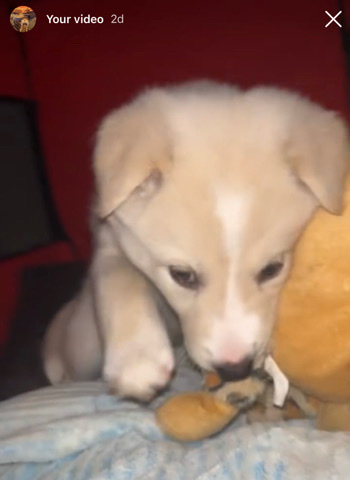 Labrador Husky – PitSky (Female)