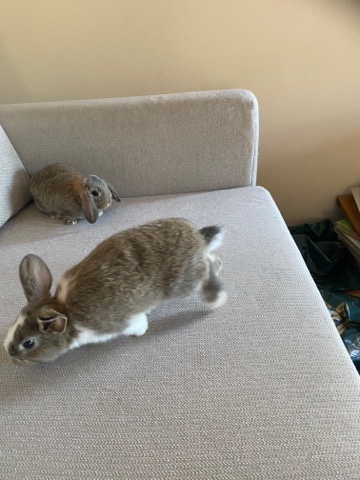 Mini Lop – 2 Mini Lop Bunnies