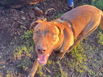 American Pit Bull Terrier – Rehoming – Vancouver