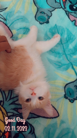 American Shorthair – cat for sell