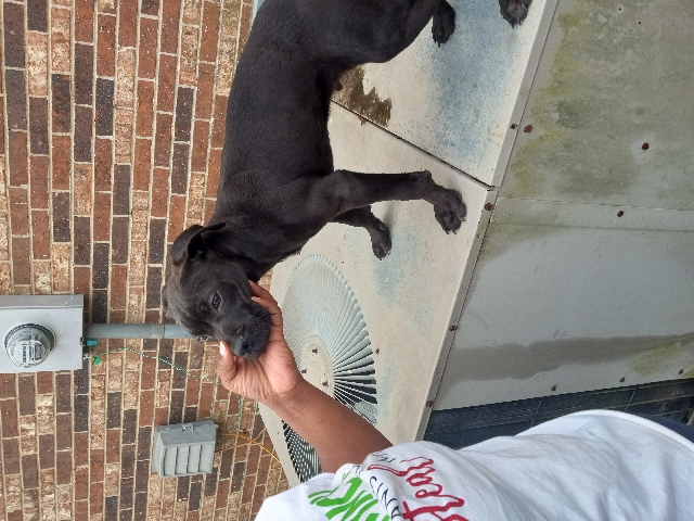 Cane Corso – cane Corso pup