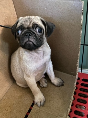 Pug – pug ckc