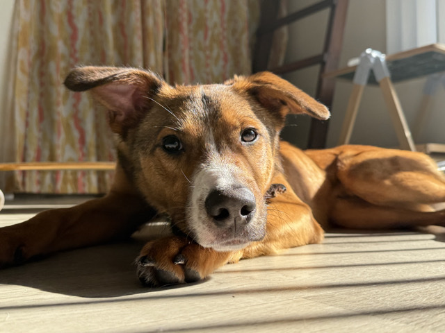 German Shorthaired Pointer – friendly shepherd x boxer mix new home needed – Oceanside