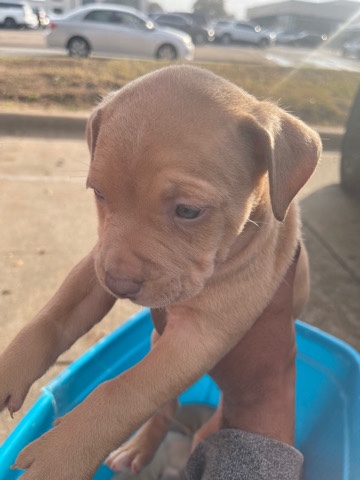 American Pit Bull Terrier – pit bull puppies