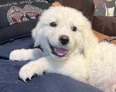 Great Pyrenees – Great Prynees / Alabai Puppies