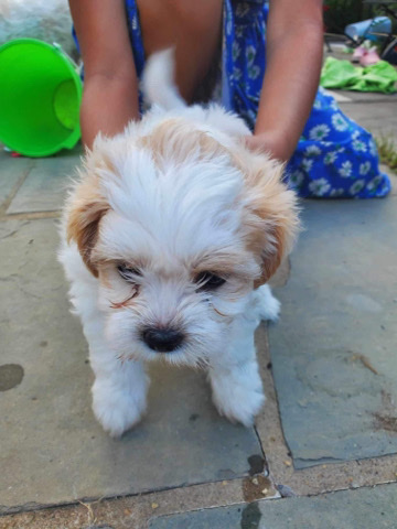 Maltese – I am selling a puppy, it is a female of the shih tzu breed with Maltese