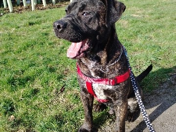 Perro de Presa Canario – dog remove name Duke – Leeds