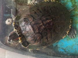Turtle - redear slider available for adoption in Balotra