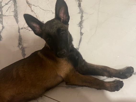 Belgian Shepherd Dog (Malinois) – Belgian Mallinois – River Oaks