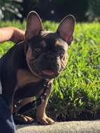 French Bulldog – 1 year old French bull dog