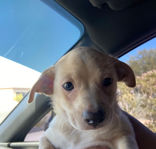 Yorkshire Terrier – Puppy for sell