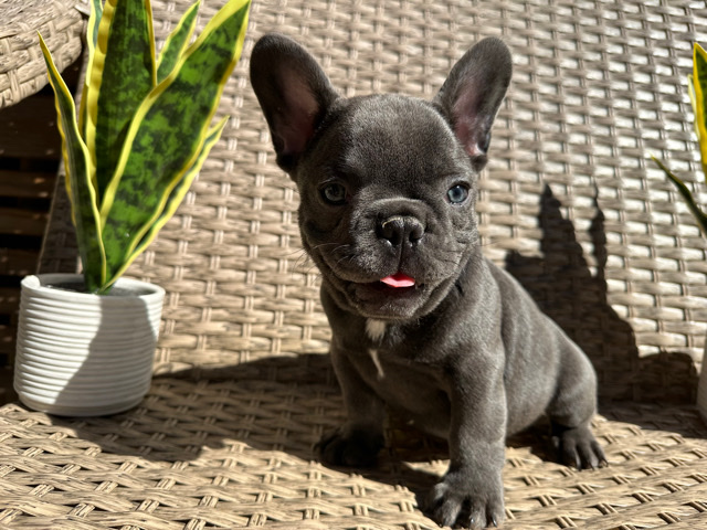 French Bulldog – Frenchie