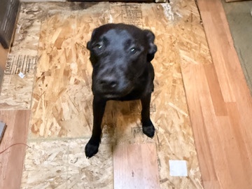 Labrador Retriever – Black Lab for sale – Saint Maries