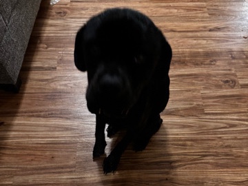 English Toy Terrier (Black & Tan) - free pit/rott available for adoption in Greensboro