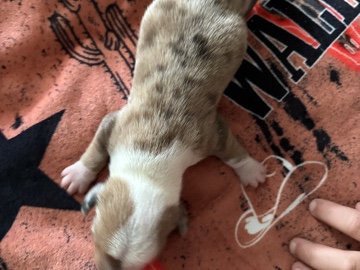 Dachshund – mini dauchshunds – Belen