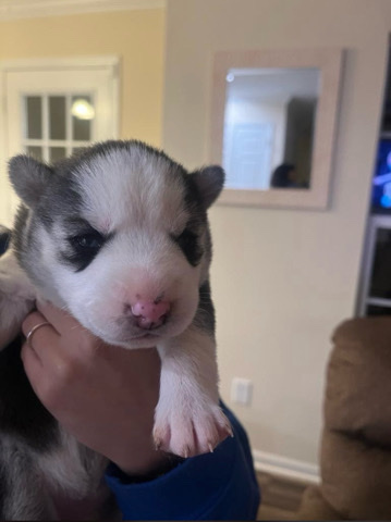 Siberian Husky – Husky puppies