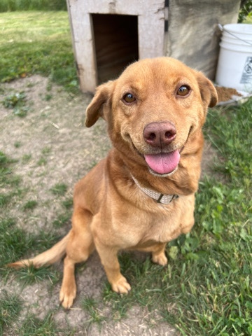 Stephens Cur – someone dropped this girl off here. Very loving!!