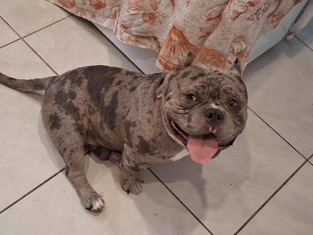 American Pit Bull Terrier – low rider pitbull – Florida City