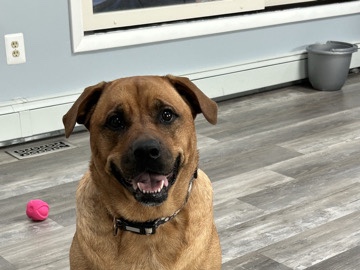 Mixed Breed – Misty, big sweet dog – Blackwood