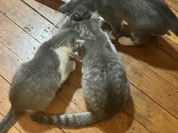 Urgent rehoming need