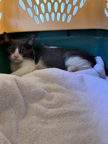 European Shorthair – found stray kitten