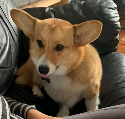 Cardigan Welsh Corgi – Welsh Corgi
