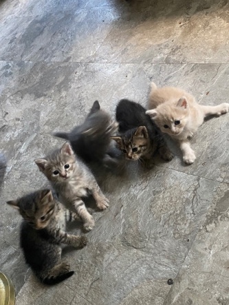 7 kittens