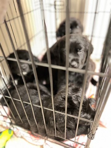 Labrador Retriever – puppies for sale