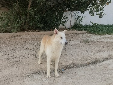 Siberian Husky – white siberian husky for cell – ضرما