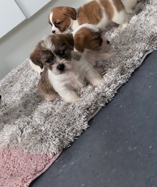 Norfolk Terrier – Norfolk terrier puppys